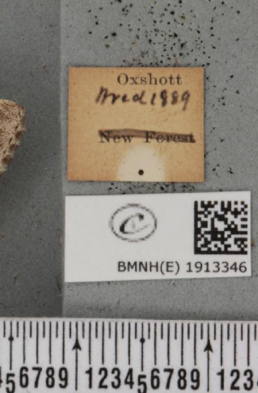 Aethalura punctulata (Denis & Schiffermüller, 1775) - BMNHE_1913346_label_485149