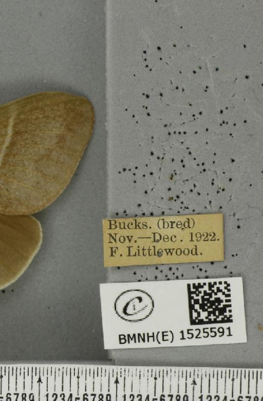 Macrothylacia rubi (Linnaeus, 1758) - BMNHE_1525591_label_196220