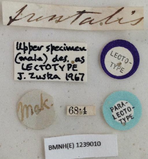 Sepsis frontalis Walker & Walker, 1860 - Sepsis frontalis NHMUK010241043 paralectotype labels