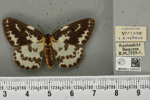 Abraxas grossulariata ab. lunulata Porritt, 1920 - BMNHE_1851217_414637