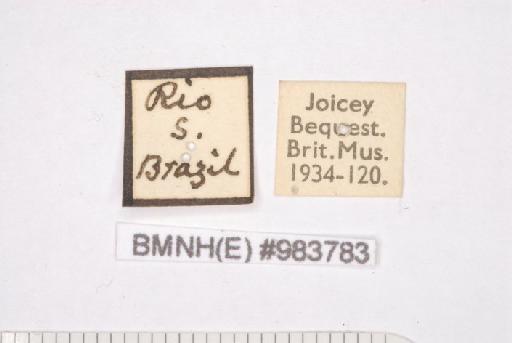 Euptychia ernestina Weymer, 1911 - Euptychia_ernestina_Weymer,_1911_male_BMNH(E)_#983783_labels