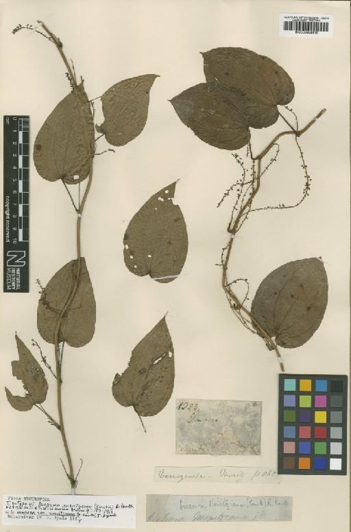 Dioscorea moritziana (Kunth) R.Knuth - BM000938010