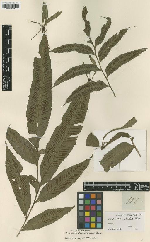 Diplora longifolia (C.Presl) C.Chr. - BM001045334