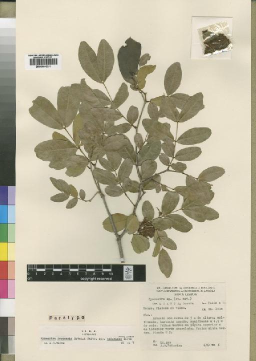 Cynometra leonensis subsp. teixeirae Torre - BM000842211