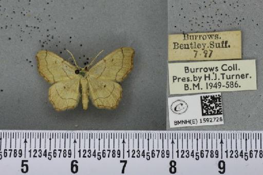 Idaea emarginata (Linnaeus, 1758) - BMNHE_1592726_266518