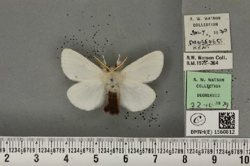 Euproctis chrysorrhoea (Linnaeus, 1758) - BMNHE_1560812_253468