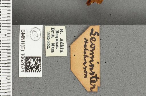Polygonia c-album f. hutchinsoni Robson, 1881 - BMNHE_1062624_label_23447
