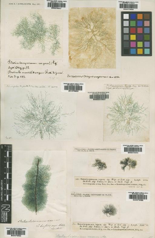 Batrachospermum turfosum Bory - BM000769927