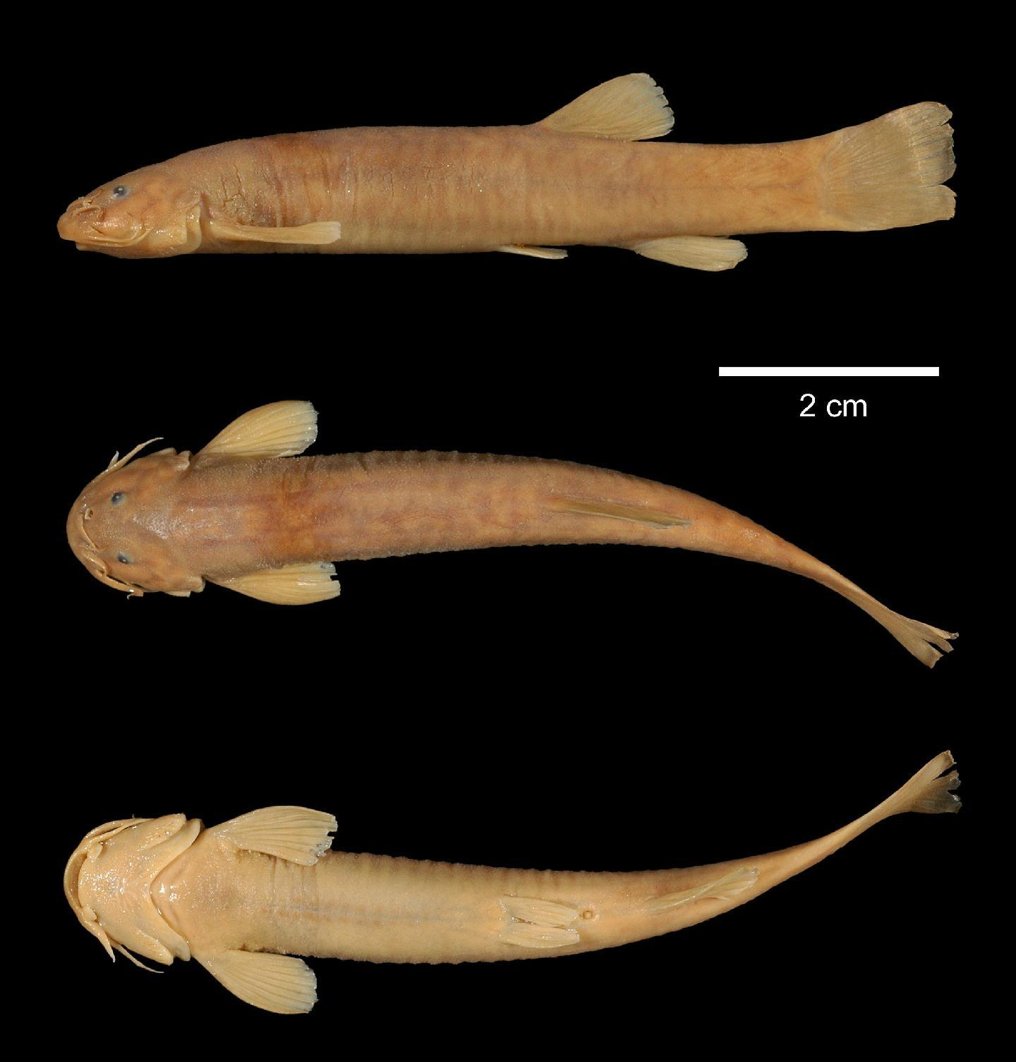 Trichomycterus borellii