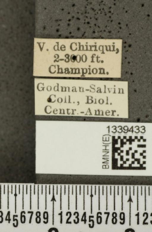 Isotes puella (Baly, 1886) - BMNHE_1339433_label_21907