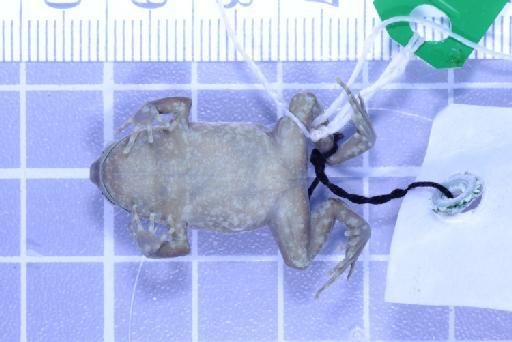 Callulops humicola compta (Zweifel, 1972) - Image of specimen 1961.860