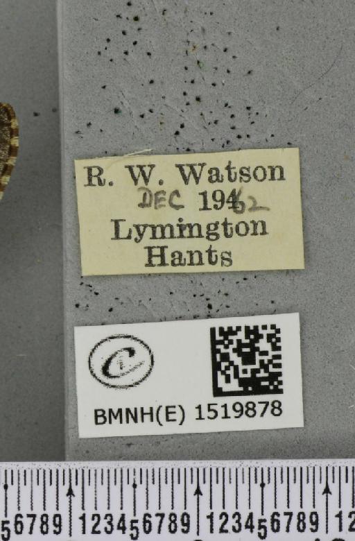 Poecilocampa populi (Linnaeus, 1758) - BMNHE_1519878_label_189204