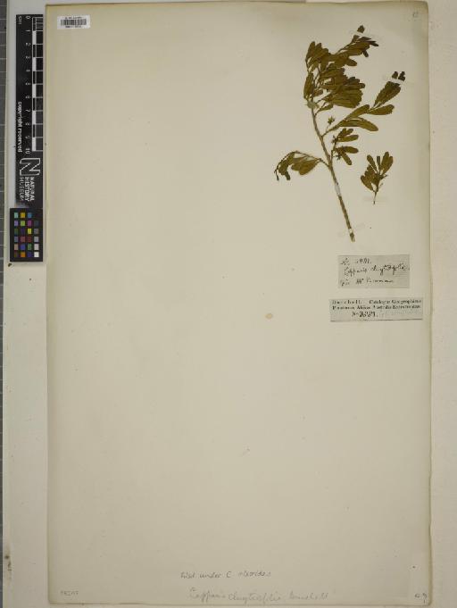 Capparis oleoides - BM010755153