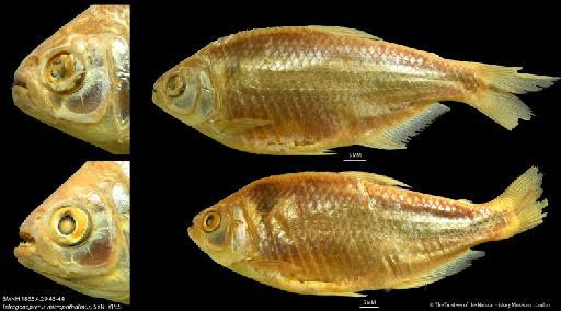 Tetragonopterus microphthalmus Günther, 1864 - BMNH 1865.4.29.43-44 Tetragonopterus microphthalmus, SYNTYPES