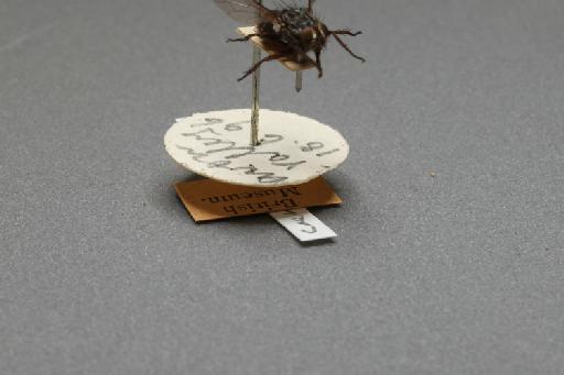 Sarcophaga (Robineauella) caerulescens Zetterstedt, 1838 - 015092832_additional_4