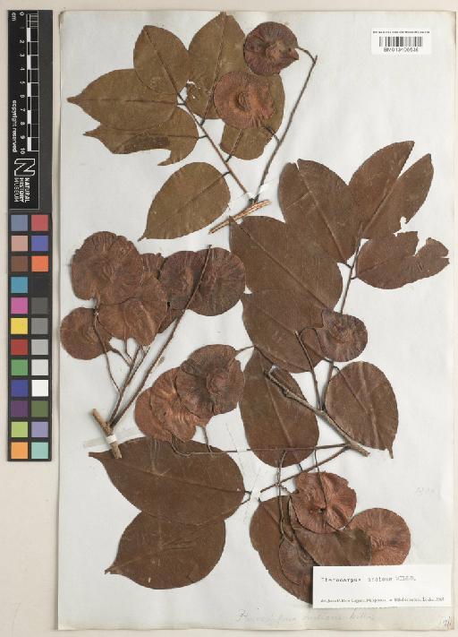 Pterocarpus indicus f. indicus - BM013406638