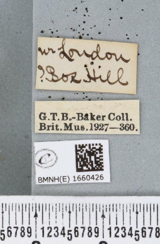 Setina irrorella (Linnaeus, 1758) - BMNHE_1660426_label_258862