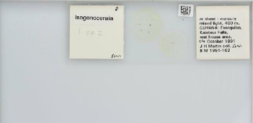 Isogonoceraia Tuthill, 1964 - 013483004_117198_1146272_157715_NonType_result