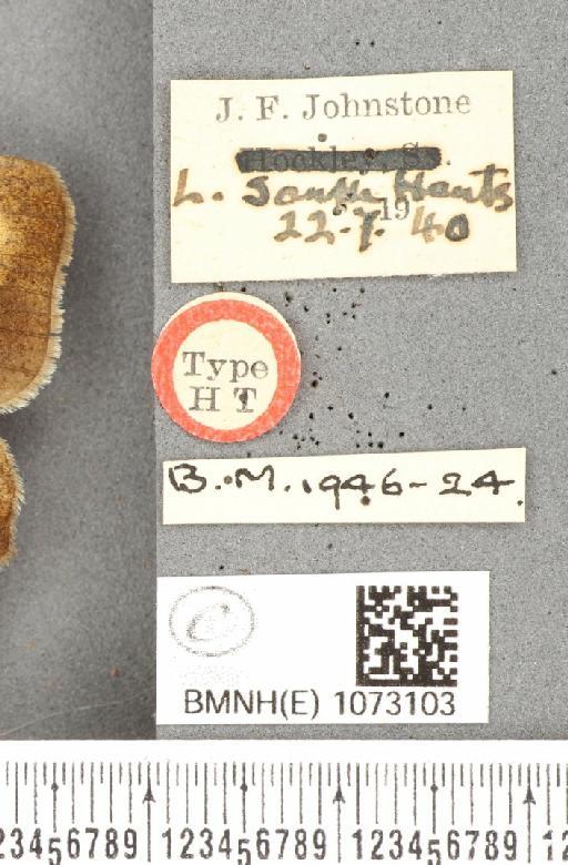 Maniola jurtina insularis ab. nigrianira Johnstone, 1941 - BMNHE_1073103_label_39921