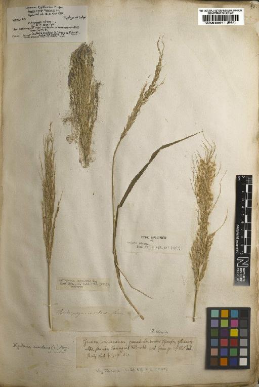 Andropogon insularis L. - BM000588841