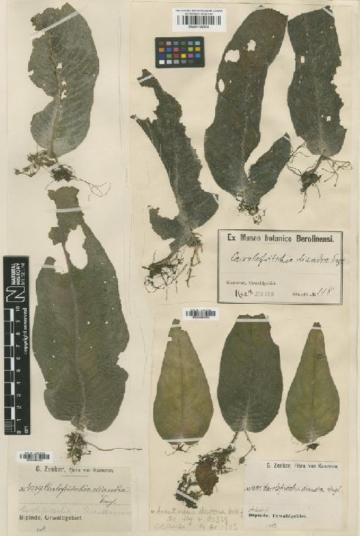 Acanthonema diandrum (Engl.) B.L.Burtt - BM000984380