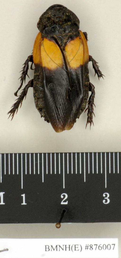 Panesthia regalis Walker, 1868 - Panesthia regalis Walker, F, 1868, male, paralectotype, dorsal. Photographer: Edward Baker. BMNH(E)#876007