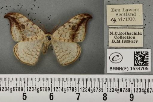 Drepana falcataria (Linnaeus, 1758) - BMNHE_1634706_201076