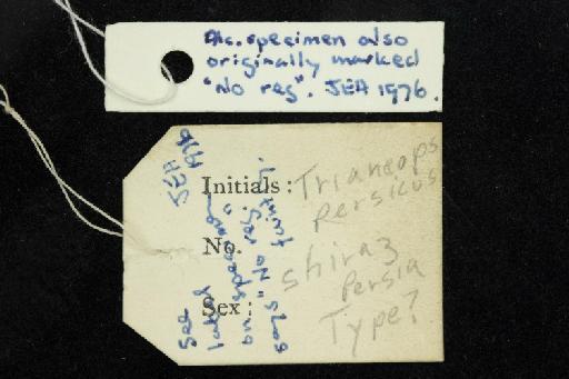 Triaenops persicus Dobson, 1871 - 1876_3_10_3-Triaenops_persicus-Syntype-Skull-label_reverse