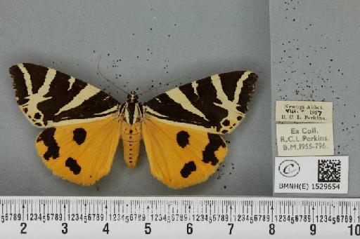 Euplagia quadripunctaria (Poda, 1761) - BMNHE_1529654_208881