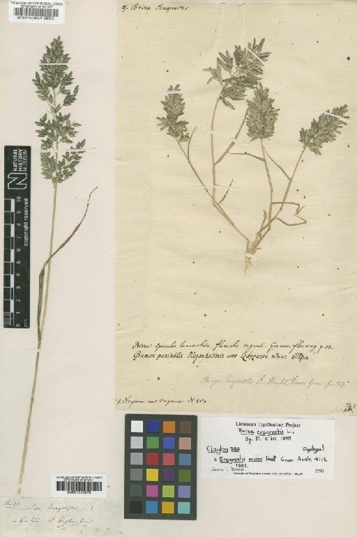 Briza eragrostis L. - BM000553894