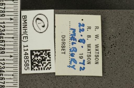 Lysandra coridon ab. postobsoleta Bright & Leeds, 1938 - BMNHE_1148585_label_101863