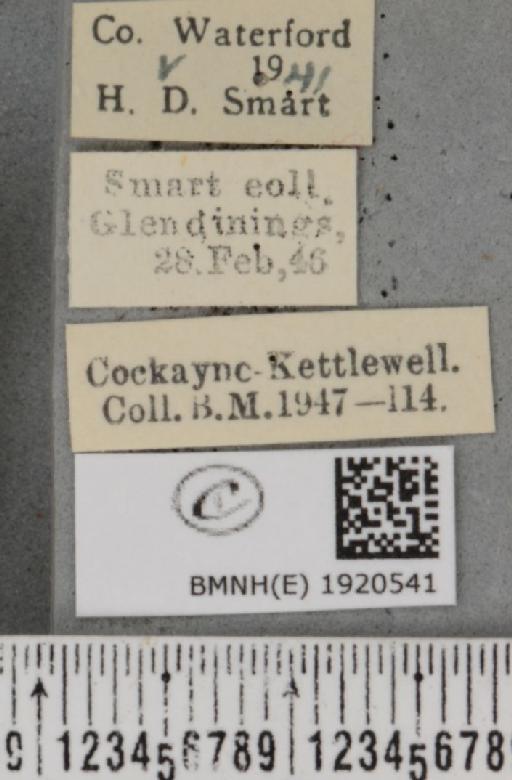 Ematurga atomaria (Linnaeus, 1758) - BMNHE_1920541_label_486417