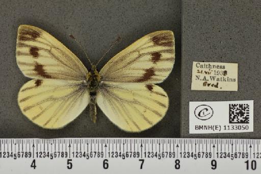 Pieris napi thompsoni ab. confluens Schima, 1910 - BMNHE_1133050_89607