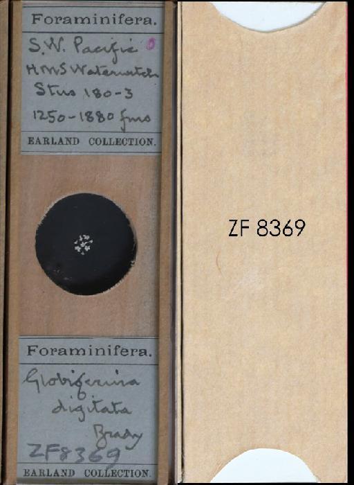 Globigerina digitata Brady, 1879 - ZF 8369.tif