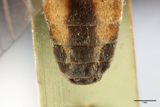Atylotus albipalpus fuscipes (Ricardo, 1908) - 014064147_dorsal_termianlia