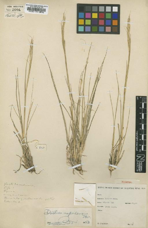 Duthiea nepalensis Bor - BM000521753