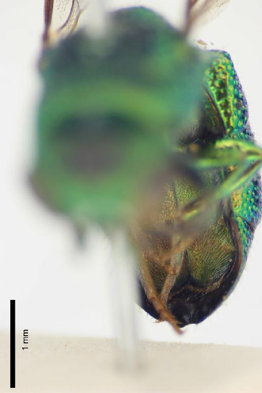 Neochrysis paraensis (Ducke, A., 1903) - Chrysis_paraensis-BMNH(E)#970909_type-ventral-3_2X