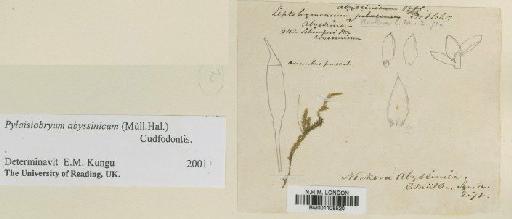 Pylaisiobryum abyssinicum (Müll.Hal.) Cufod. - BM001108520