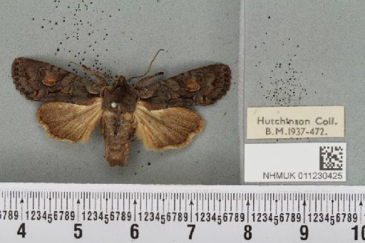 Lithophane furcifera suffusa (Tutt, 1892) - NHMUK_011230425_a_632675