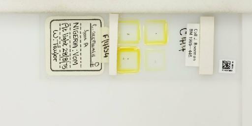 Culicoides accraensis Carter et al., 1920 - 014897960_812165_1334349_157724_NonType