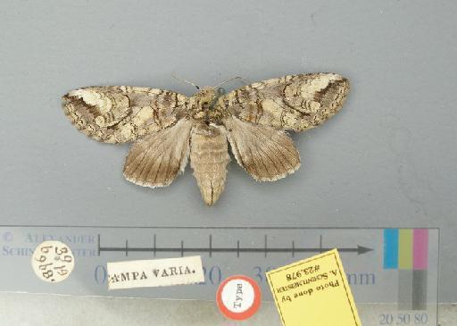 Heterocampa varia Walker - Heterocampa varia Walker Holotype