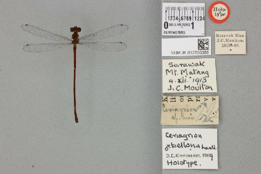 Ceriagrion bellona Laidlaw, 1915 - 012500355_22154_1253518