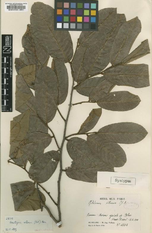 Fissistigma villosum (Ast) Merr. - BM000547064