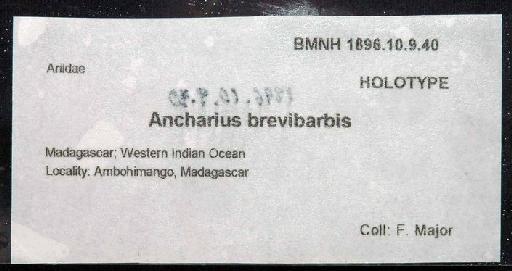Ancharius brevibarbis Boulenger, 1911 - 1896.10.9.40; Ancharius brevibarbis; image of jar label; ACSI project image