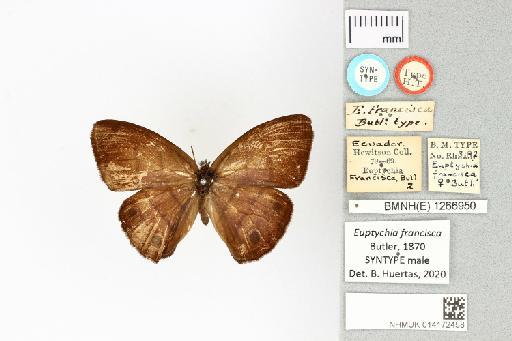 Euptychia francisca Butler, 1870 - 014172458_francisca_syntype_2_dorsal