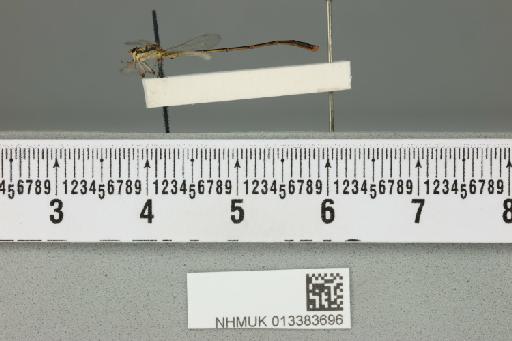 Agriocnemis dobsoni Fraser, 1954 - 013383696_lateral