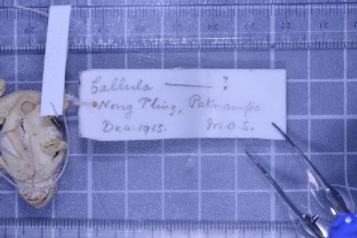 Kaloula mediolineata (Smith, 1917) - 1947.2.10.57-pic6