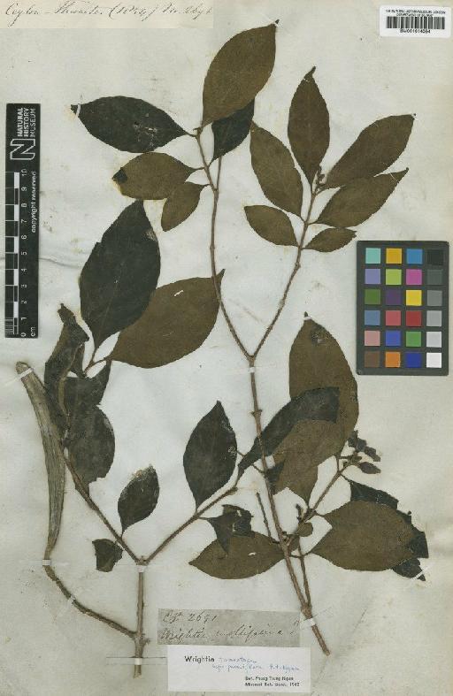 Wrightia tomentosa subsp. pauciflora Ngan - BM001014084