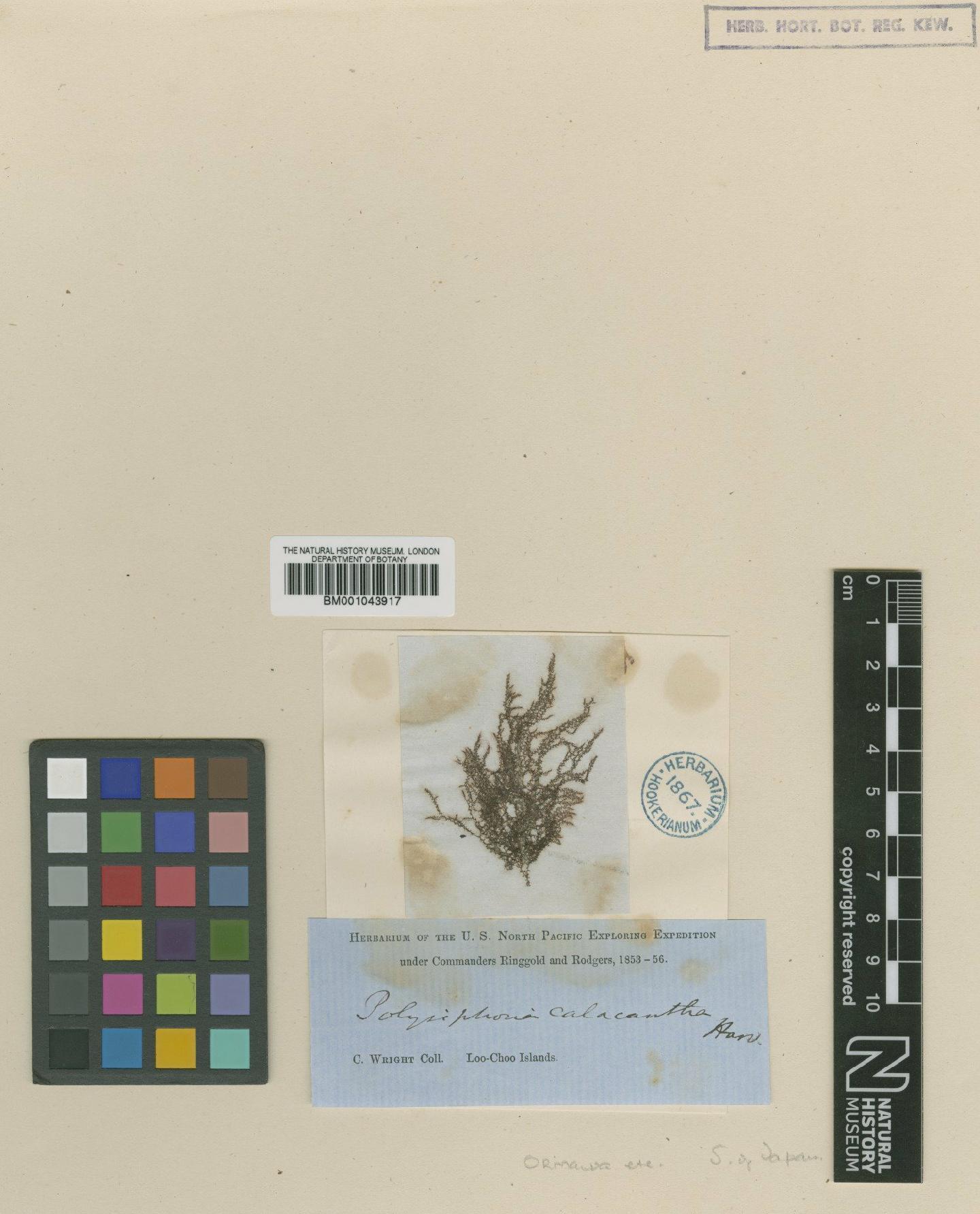 To NHMUK collection (Tolypiocladia glomerulata (C.Agardh) F.Schmitz; Type; NHMUK:ecatalogue:2391727)
