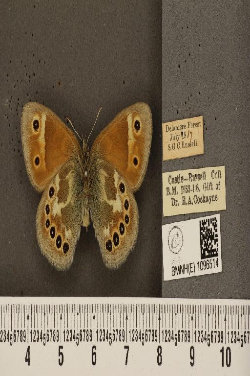 Coenonympha tullia davus ab. cockaynei Hopkins, 1955 - BMNHE_1096514_7408